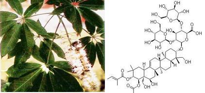 娑羅子提取物 天然香料與七葉皂苷的多功能應用